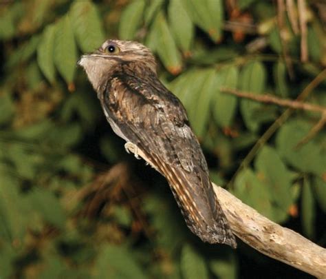 Great potoo | bird | Britannica