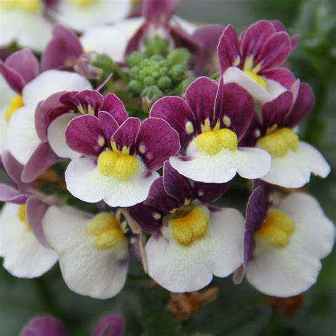 Nemesia X Fruticans Mareto®burgundy And White Nemesia K7