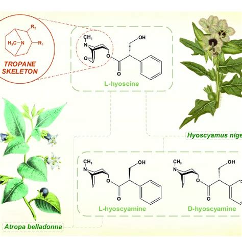 The Muscarinic Anticholinergic Tropane Alkaloids Atropine Is The