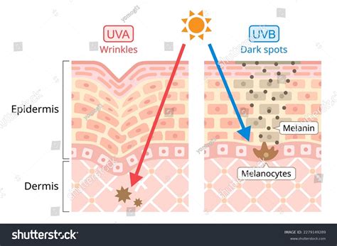 Uva Uvb Damages Human Skin Ultraviolet Stock Vector (Royalty Free ...