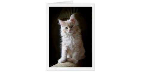 Cute Cameo Maine Coon Kitten Card Zazzle