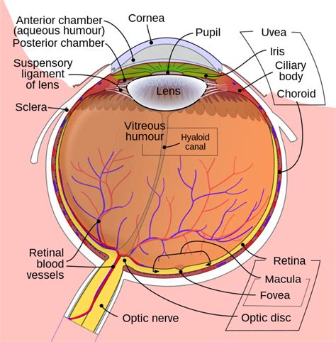 Anatomy And Structure Of The Human Eye With Diagrams Owlcation