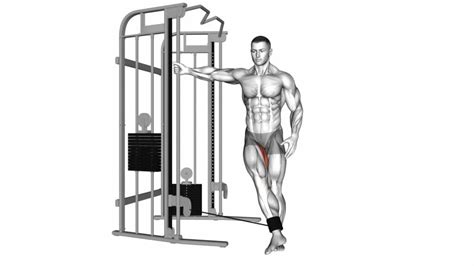 Cable Hip Adduction Ultimate Exercise Guide And Tips