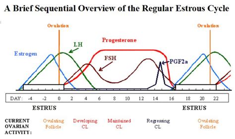 Chemical Ovulation Control In Mares Nexgen Pharmaceuticals