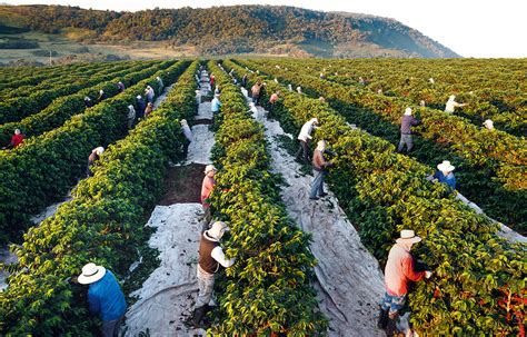 Plant Project Colheita Fazenda Sert Ozinho Caf Orfeu Por Araqu M