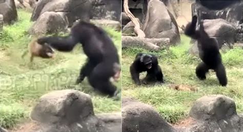 驚悚影片！白鼻心誤闖木柵動物園 被黑猩猩「重捶30下」活活摔死