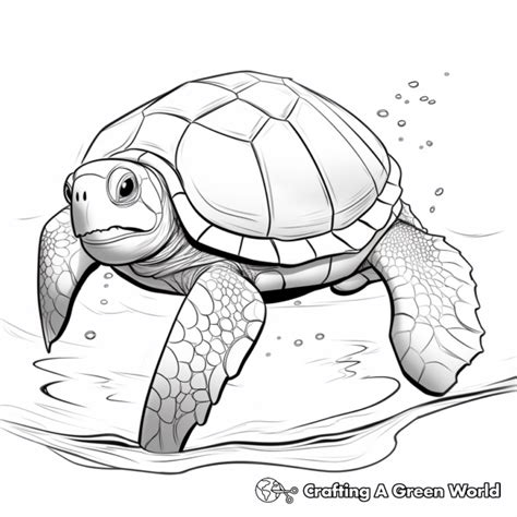 Turtle Shell Coloring Pages - Free & Printable!