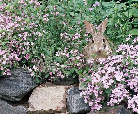 Ground Cover Plants Rabbits Will Not Eat Ground Cover Is Best