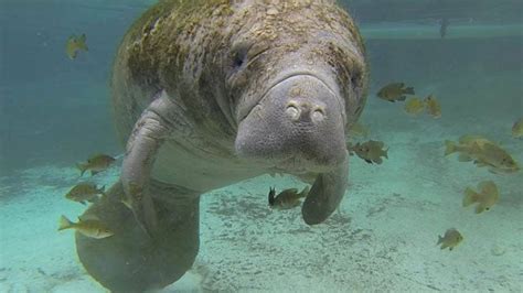 Florida Manatees No Longer Endangered, Officials Say | The Weather Channel