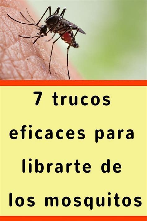 Trucos Eficaces Para Librarte De Los Mosquitos Repelente De