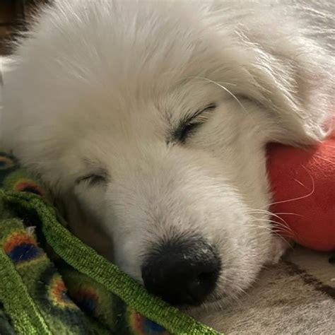 Lulu Clover Great Pyrenees Rescue Of Atlanta