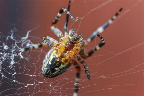 Premium Photo Arachnophobia Fear Of Spider Bite Concept Macro Close