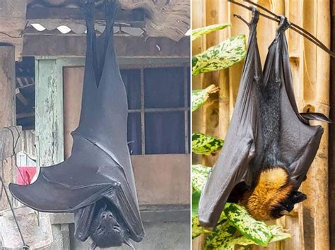 What size is the 'human-sized' flying fox bat and where is it from