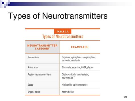 3 Neurons And Synapses Brain And Behavior David Eagleman Ppt Download