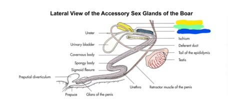 Lateral View Of The Accessory Sex Glands Flashcards Quizlet