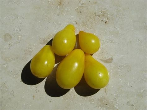 Gelbes Birnchen Yellow Pearshaped Yps Gelbe Birnenf Rmige Tomate