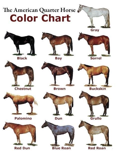 Quarter Horse Color Chart in 2020 | Horse color chart, American quarter horse, Quarter horse