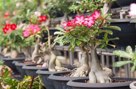 Rosa Do Deserto Características E Como Cuidar Botânica Ipê