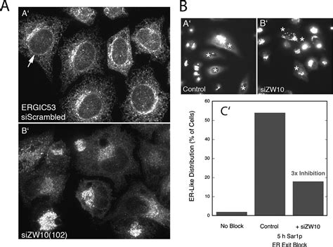 Rab Regulates Both Zw Rint And Conserved Oligomeric Golgi Complex