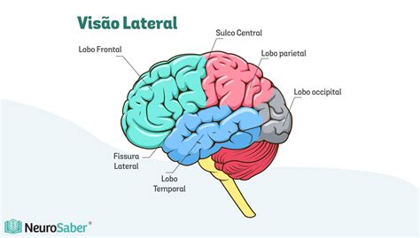 Mecanismos Neurol Gicos Da Aprendizagem Como O C Rebro Aprende Ies