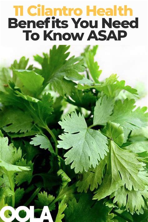 Cilantro Health Benefits Artofit