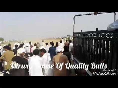 Girja Jalsa Bull Race Dandan Nay Jalsy Bail Dor Dandan Nay Tamashy