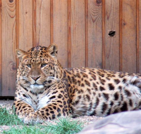 Kínai Leopárd China Leopard Panthera Pardus Japonensis Flickr