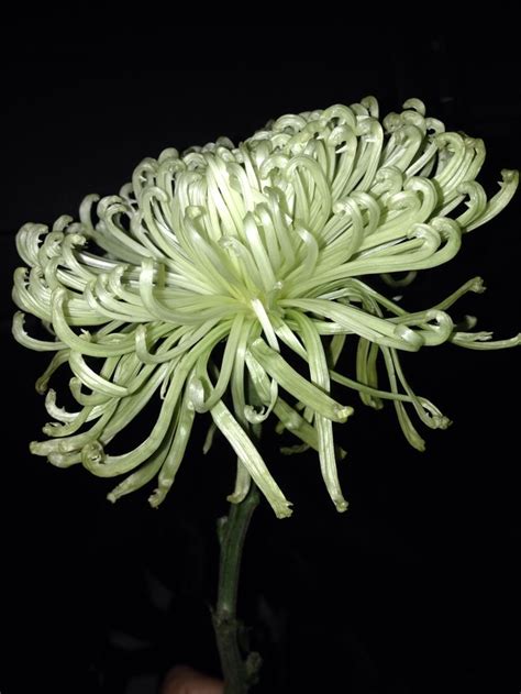 Pin By Lolotte Lbrt On Green Chrysanthemum Green Coconut Flakes