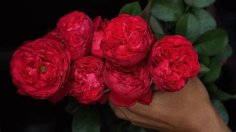 Most Beautiful 10 Dark Red Roses - SONG OF ROSES