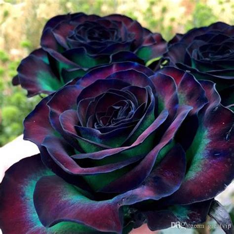 100 Seeds Rare Rose Flower Seeds Colorful Black Roses Bonsai Bush Tree