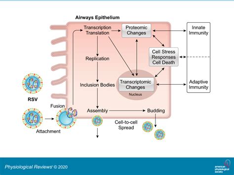 Impact Of Respiratory Syncytial Virus Infection On Host Functions