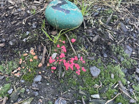 Bright Pink Slime Mold Rslimemolds