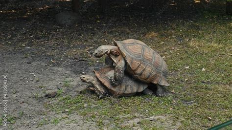 Turtles Have Sex Mating Tortoises In The Wild Extension Of The Genus The Relationship Between