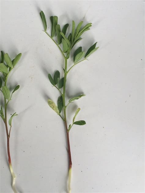 Lentil Growth Staging Guide Saskatchewan Pulse Growers