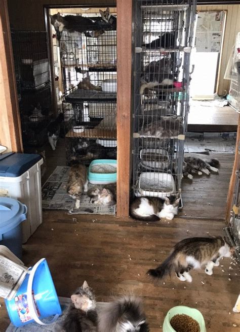 家に猫250匹多頭飼育崩壊でブリーダー廃業 所有権は親族へ 毎日新聞