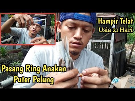 Cara Pasang Ring Anakan Puter Pelung Awas Jangan Sampai Telat YouTube