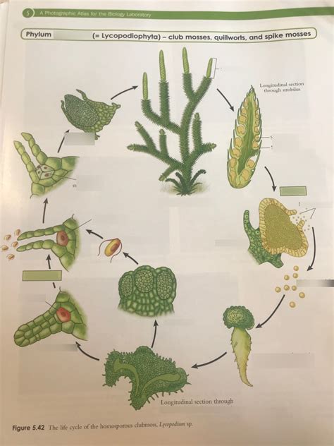 Lycophyta pt 1 Diagram | Quizlet