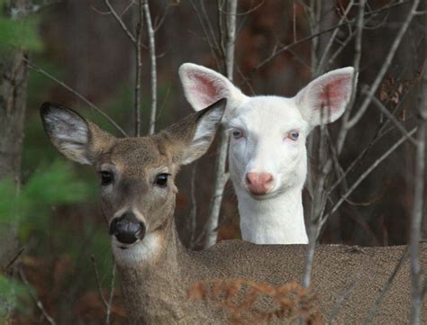 Rare Albino White Tailed Deer Of Boulder Junction Wisconsin