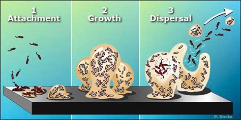 Biofilm Strategy in Staphylococcus spp. | Biomysteries