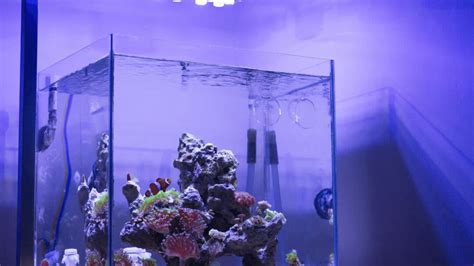 Can LED Lights Grow Aquarium Plants? The Definite Answer