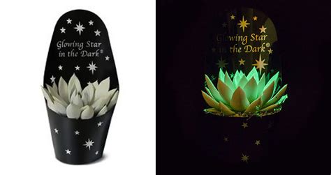 You Can Now Get Spooky Little Succulents That Glow In The Dark