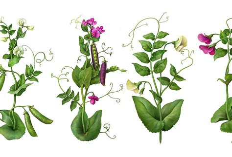 Pea Plant Botanic Illustrations Set