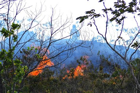 Atención Tras voraz incendio forestal en cerro de Bandera de Cali