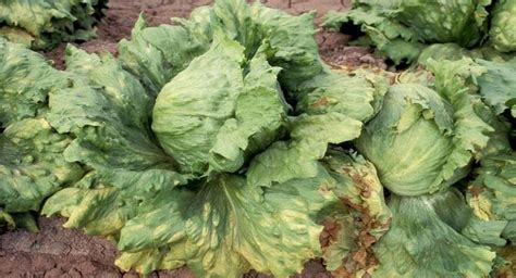 Lettuce Downy Mildew Treatments Identify And Control Armuro