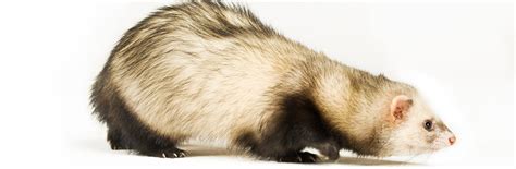 Ferret Basic Care | Arizona Exotics | -Ferrets Resources