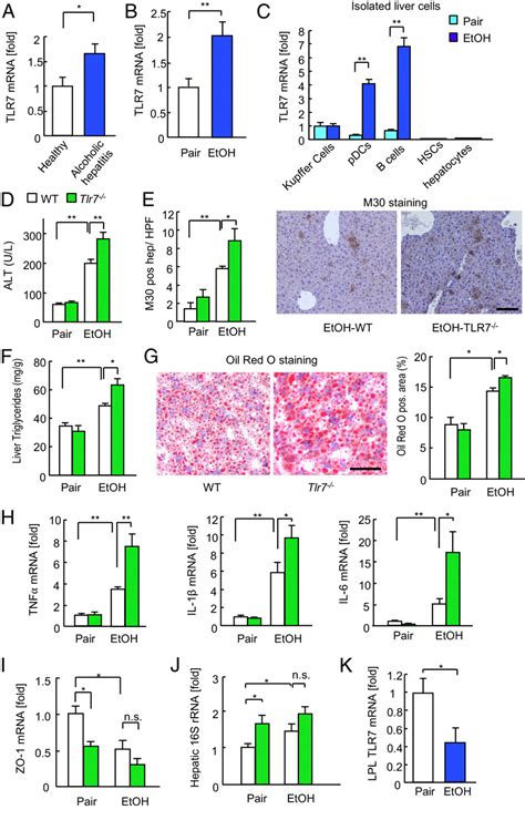 Figure 1 From Oral Administration Of PEGylated TLR7 Ligand Ameliorates