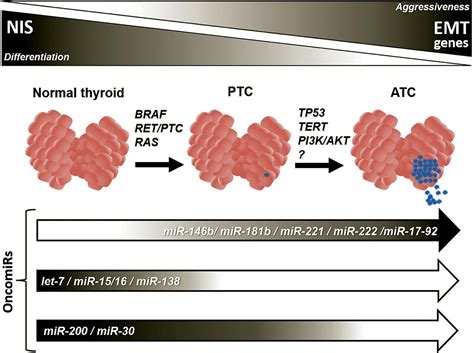 Scielo Brasil Interplay Of Tgfβ Signaling And Microrna In Thyroid