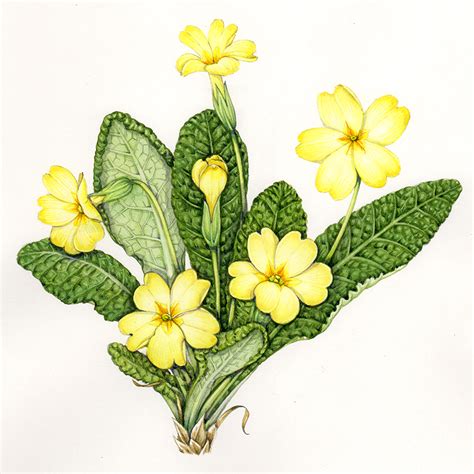 Botanical Illustration Archives Page Of Lizzie Harper