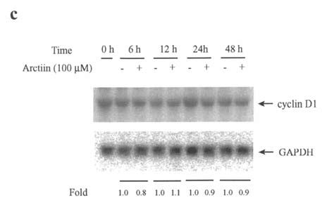 The Effect Of Arctiin On The Expression Of CDK Inhibitors CDKs And