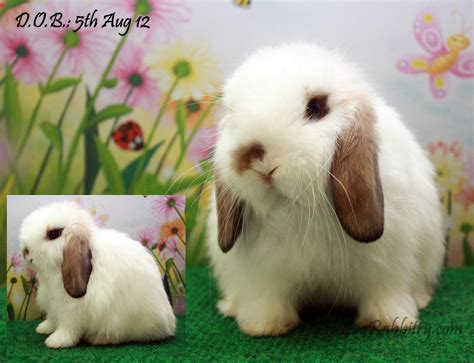 For Adoption Tru Luv Rabbitry Quality Holland Lops In Malaysia